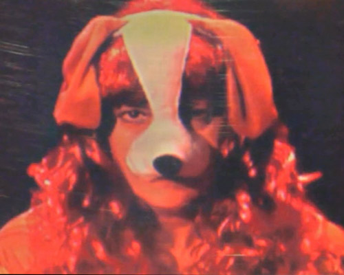 POP DOG